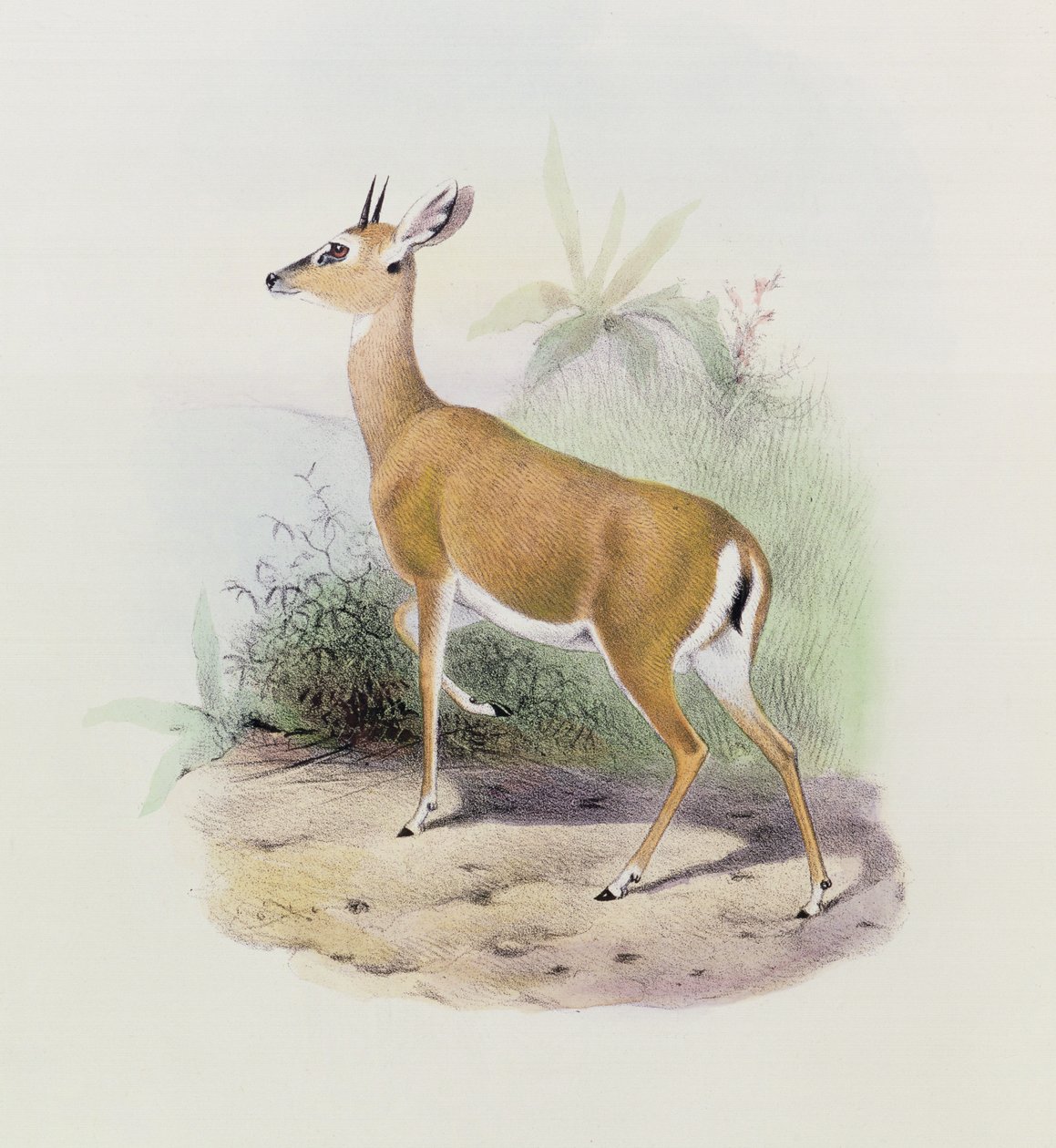 Antylopa, z „Księgi Antylop”, autorstwa Joseph Smit