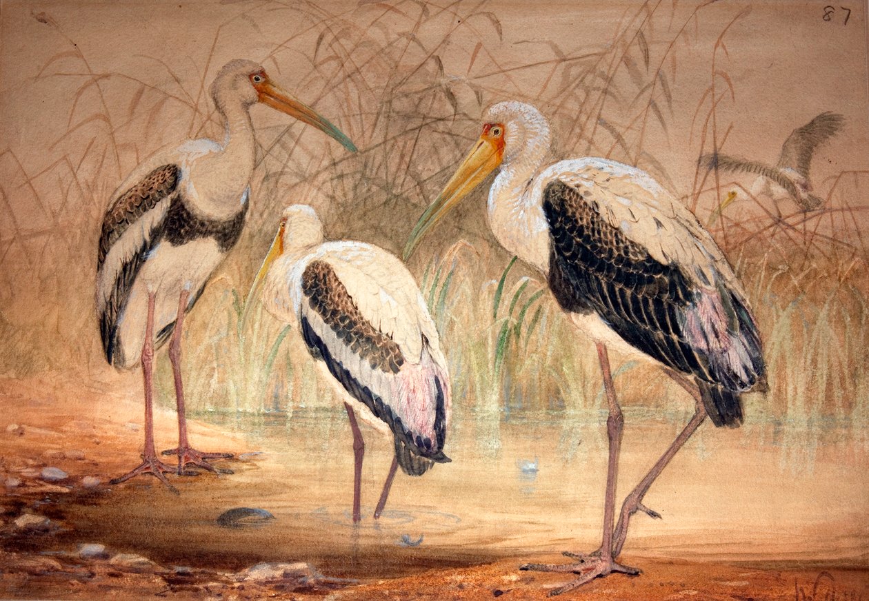 Tantal afrykański (Pseudotantalus ibis), 1856-67 (wc i ołówek na papierze) autorstwa Joseph Wolf