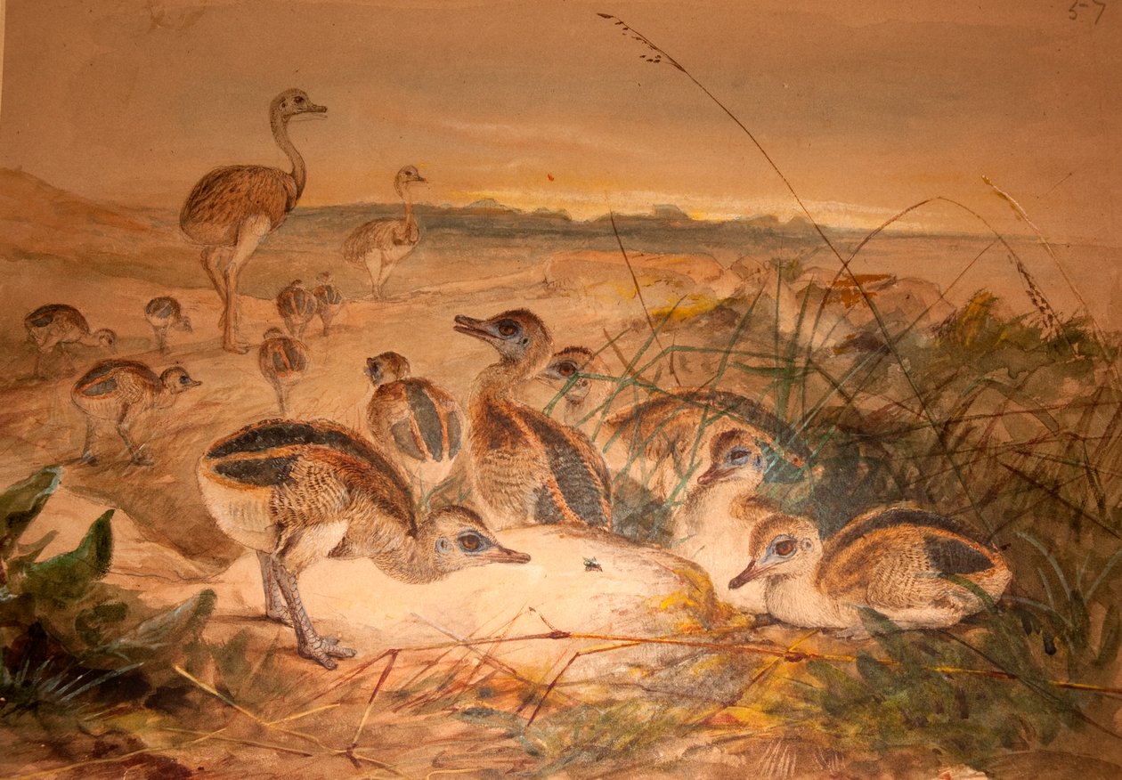 Nandu amerykański (Rhea americana), ok.1851-76 autorstwa Joseph Wolf