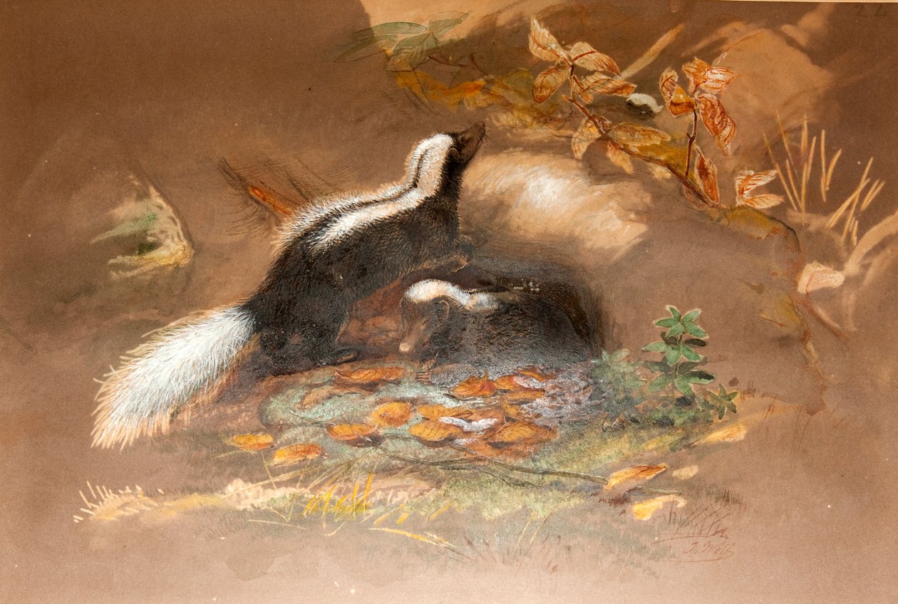 amerykański skunks autorstwa Joseph Wolf