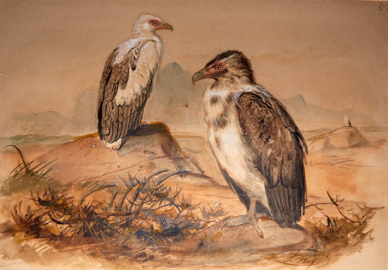 Sęp Angola (Gypohierax angolensis), 1856-67 autorstwa Joseph Wolf