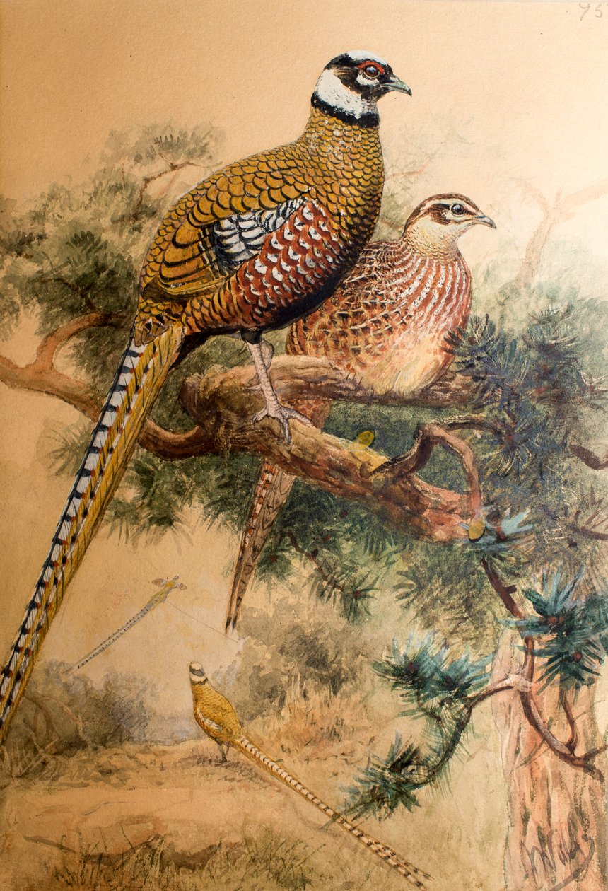 Bażant Szlamnik (Phasianus reevesi), 1852-54 autorstwa Joseph Wolf