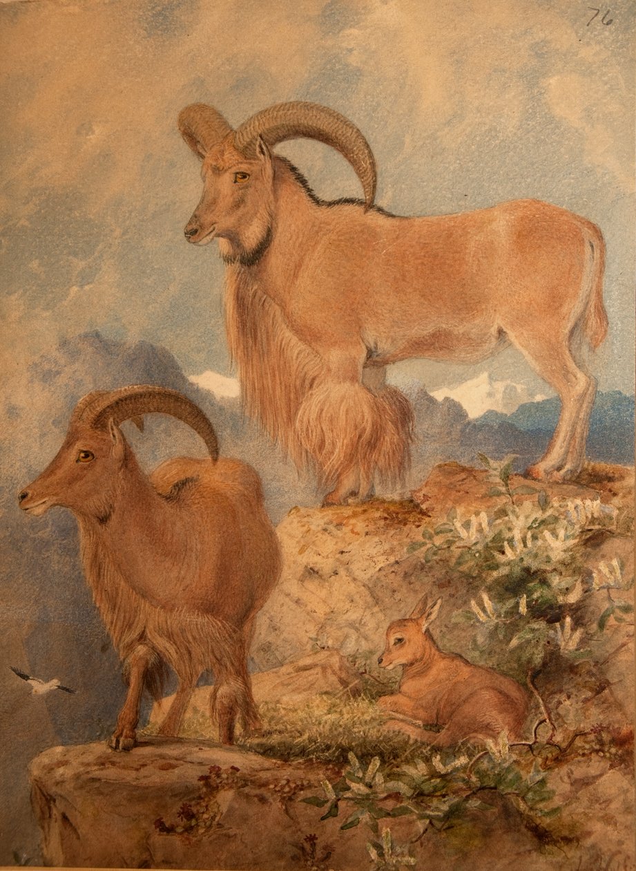Barbary Dzika Owca autorstwa Joseph Wolf