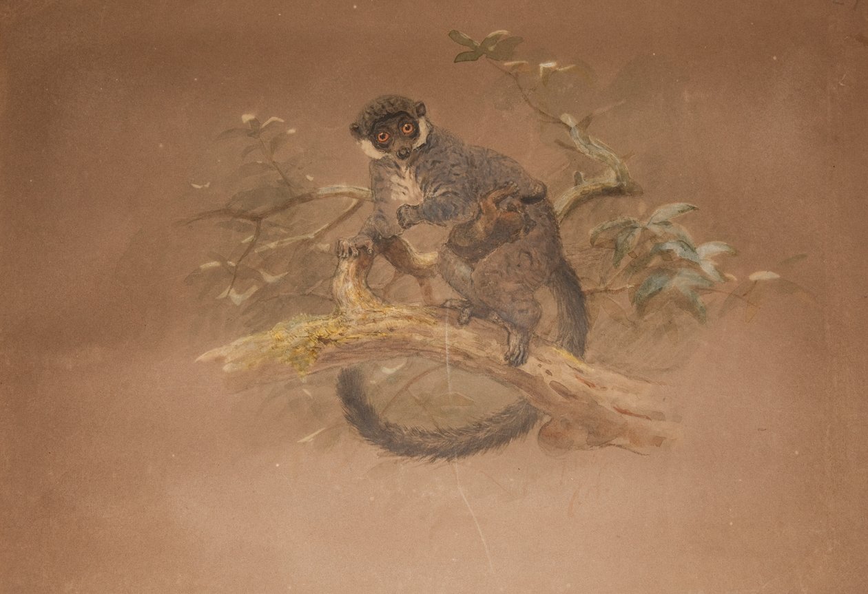 Lemur czarnostopowy (Lemur nigifrons) autorstwa Joseph Wolf
