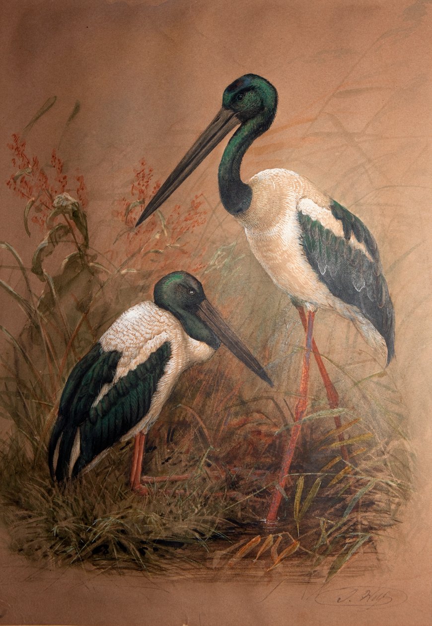 Bocian czarnoszyi (Xenorhynchus australis), 1856-67 autorstwa Joseph Wolf