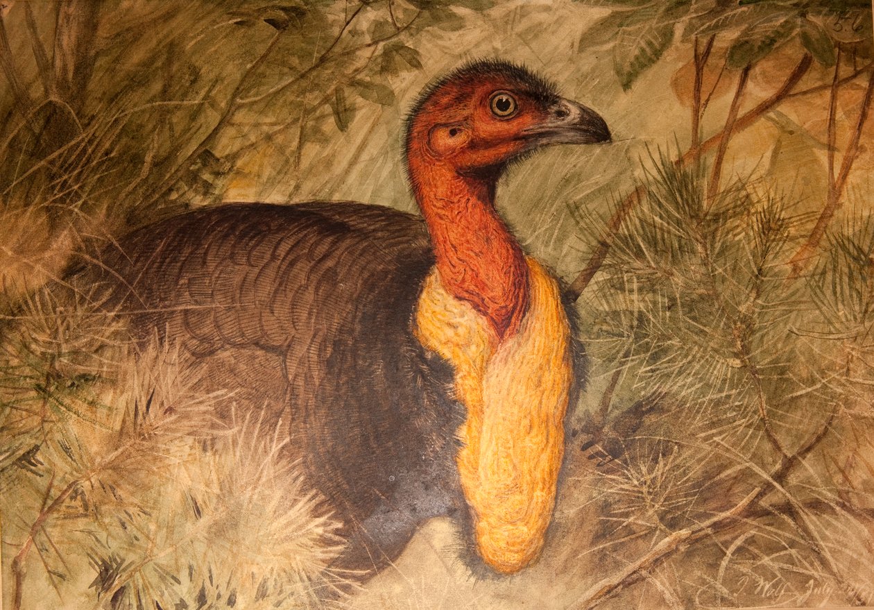 Pędzel z indyka (Talegalla lathami), ok.1851-76 (wc i ołówek na papierze) autorstwa Joseph Wolf