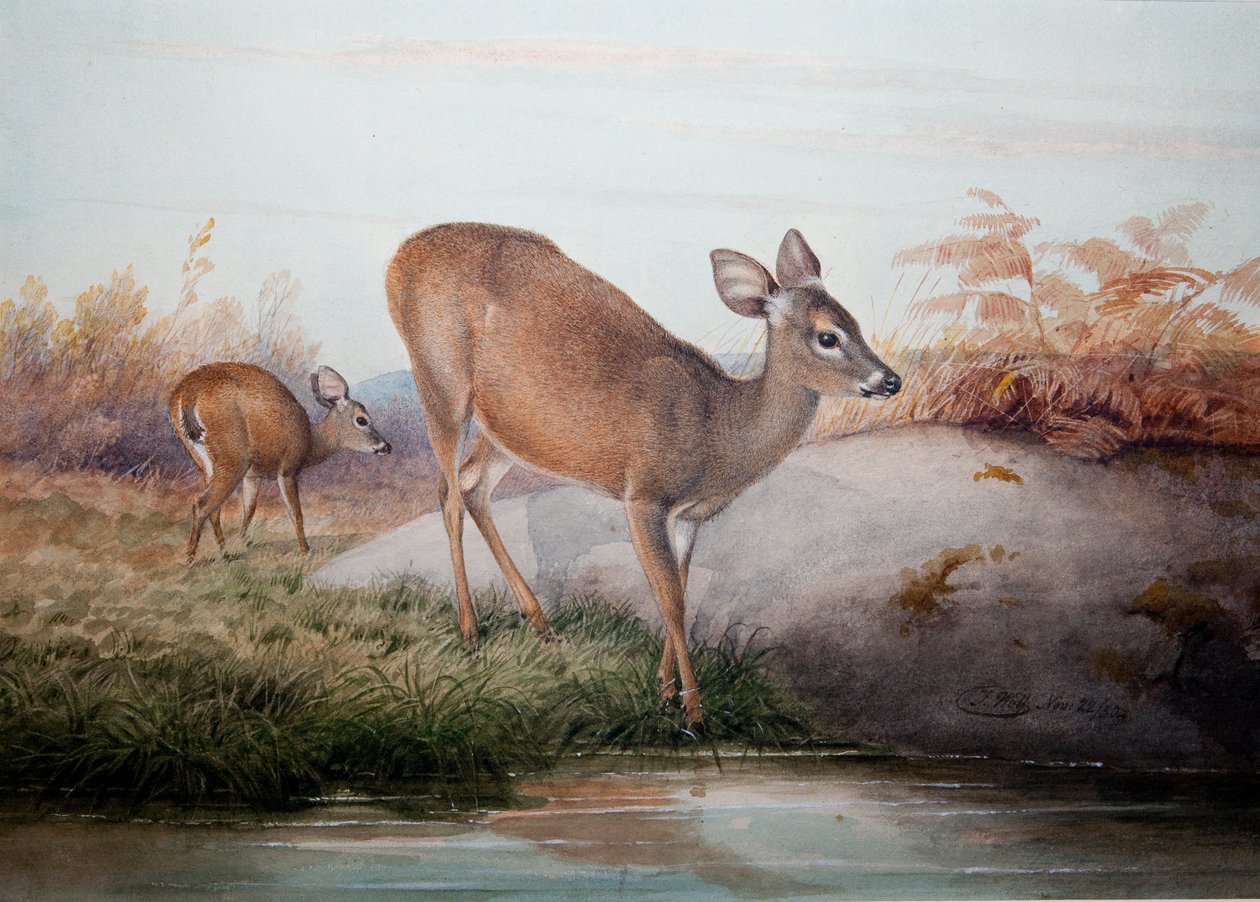 Jeleń kalifornijski, ok. 1850 autorstwa Joseph Wolf