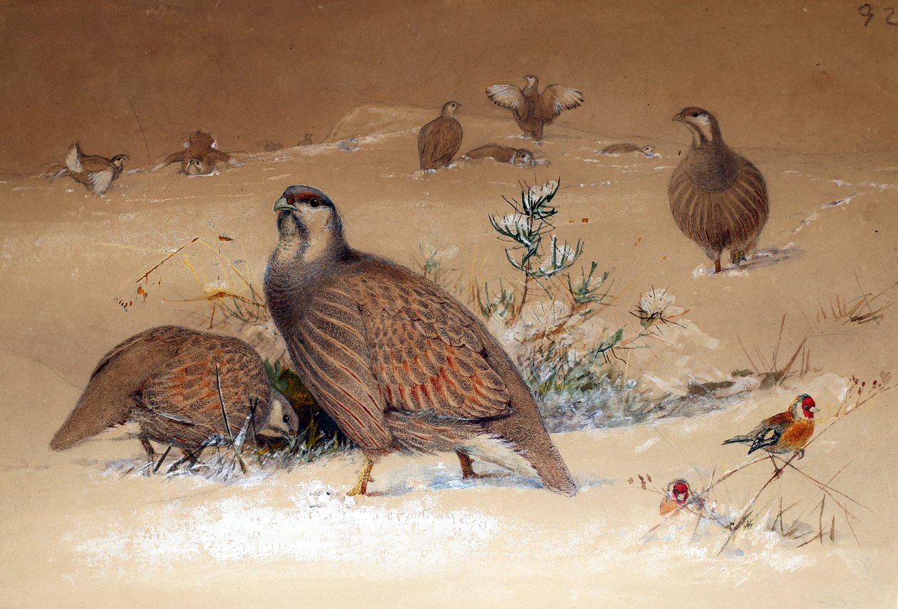 Kaspijska kuropatwa śnieżna (Tetraogallus caspius), 1852-54 autorstwa Joseph Wolf