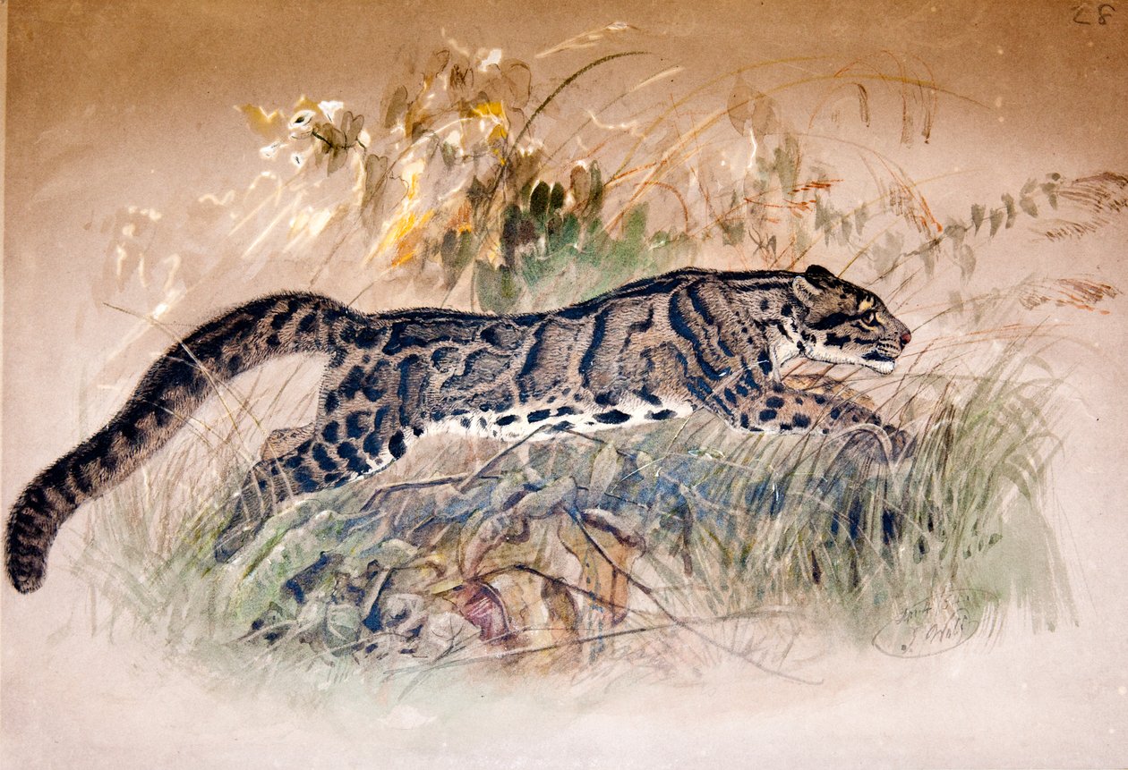 Debesuotasis leopardas, 1851-69 poli autorstwa Joseph Wolf