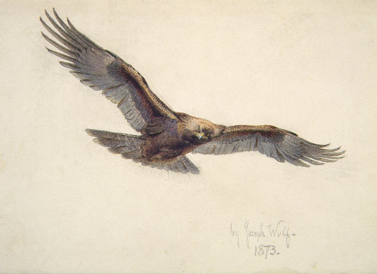 Orzeł w locie, 1873 autorstwa Joseph Wolf