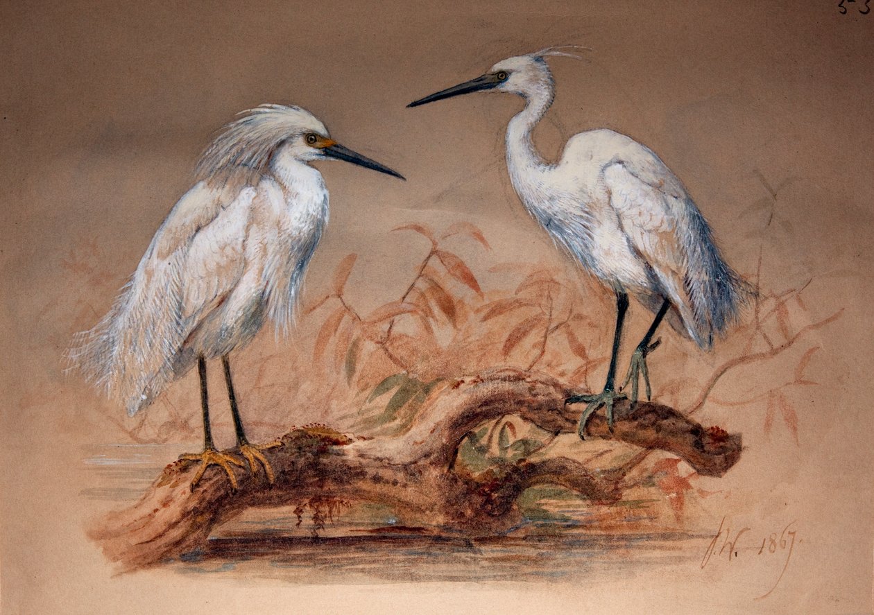 Czapla (Ardea candidissima: Arda garzetta), 1867 (wc i ołówek na papierze) autorstwa Joseph Wolf