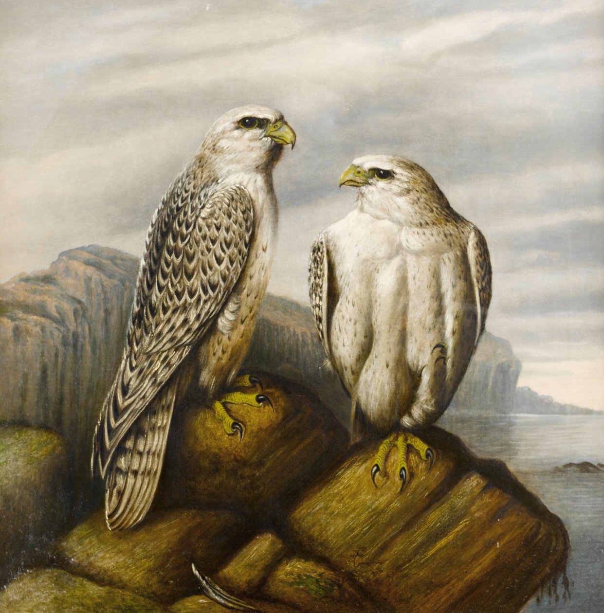Sokoły Gyr na skalnej półce autorstwa Joseph Wolf