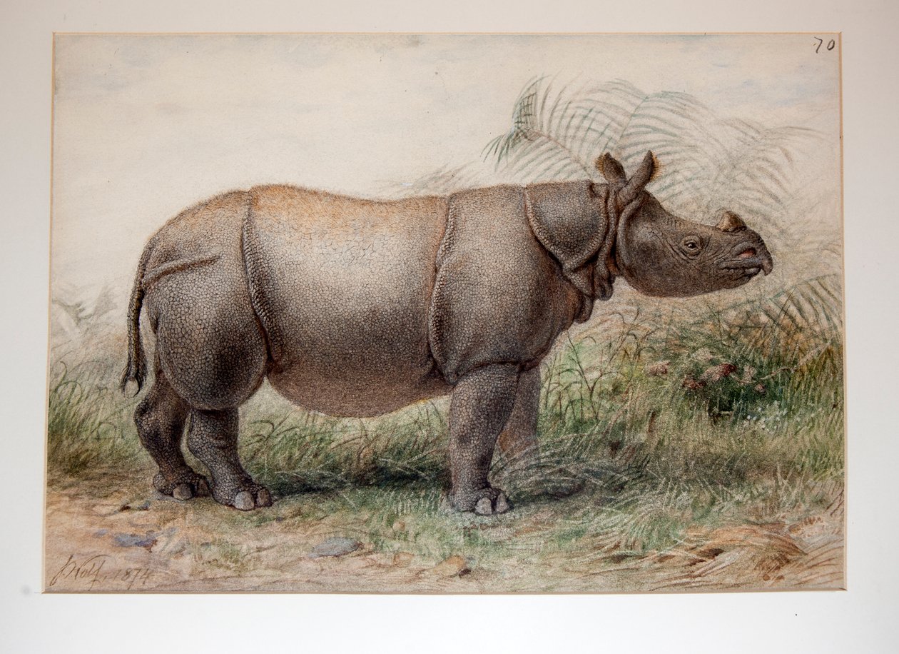 Nosorożec jawajski, 1874 autorstwa Joseph Wolf