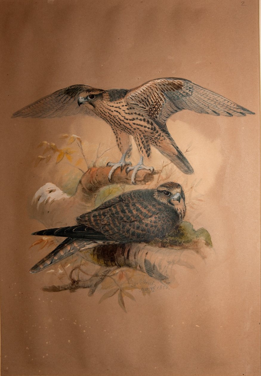Sokół Lanner (Falco lanarius), 1856 autorstwa Joseph Wolf