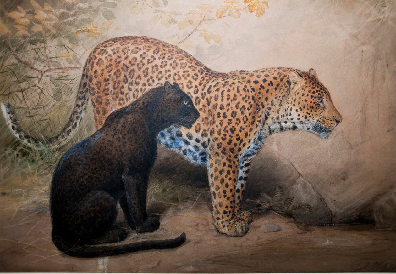 Lamparty, 1851-69 autorstwa Joseph Wolf