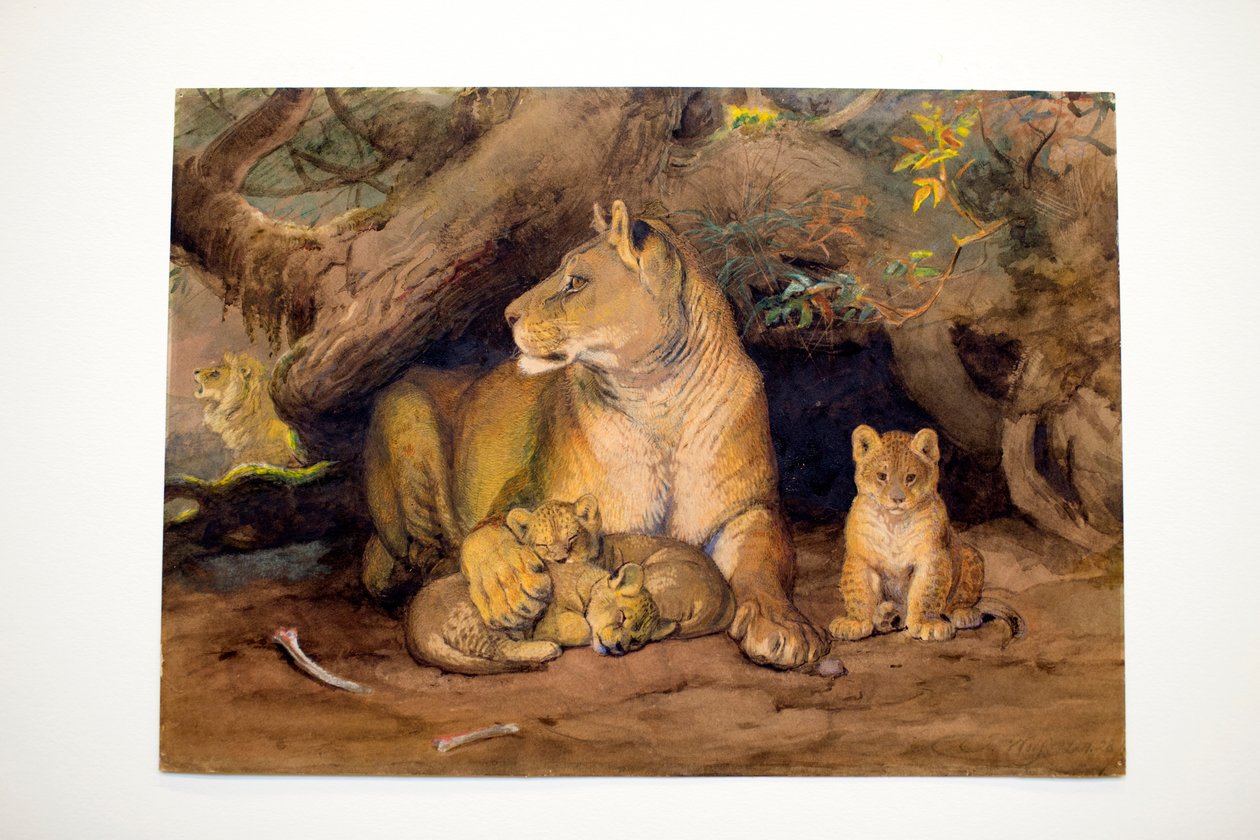 Lwica i Młoda, 1855 autorstwa Joseph Wolf