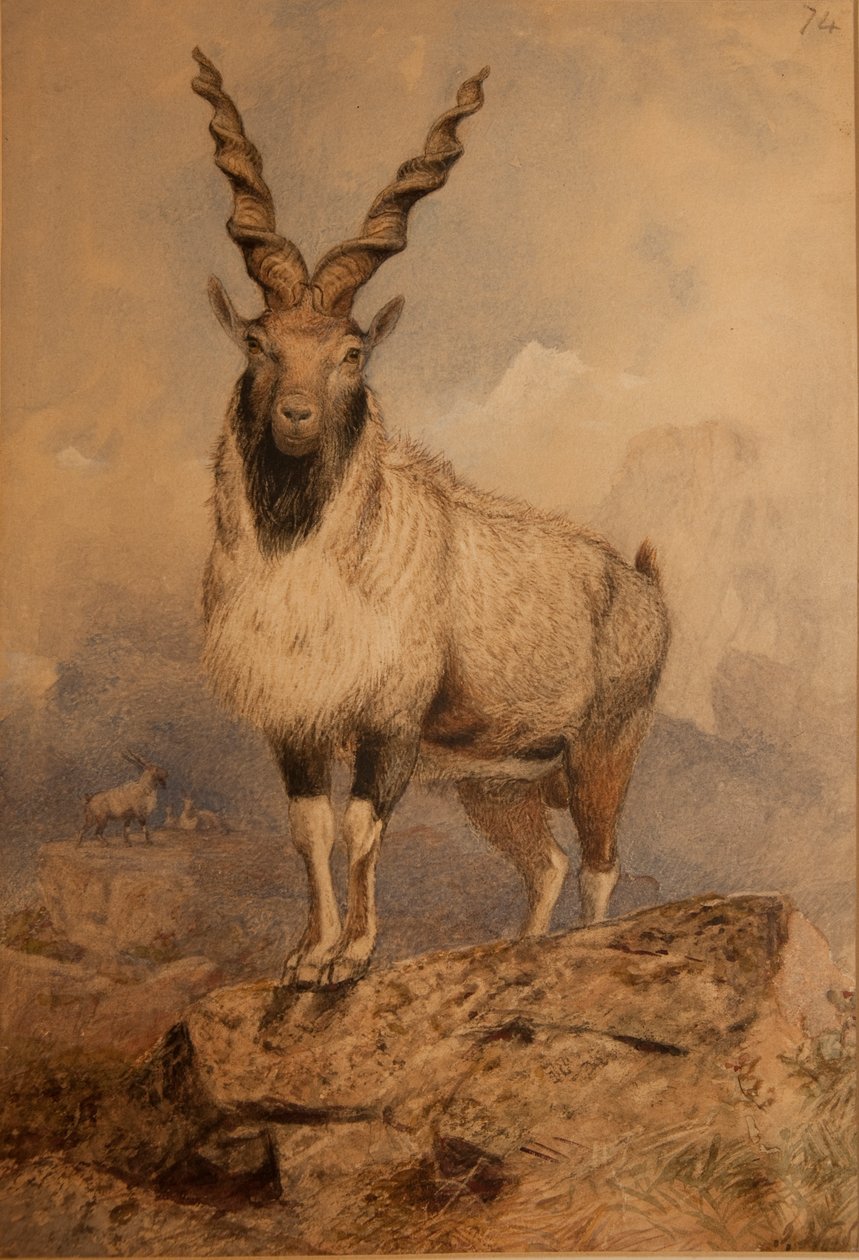 Markhoor autorstwa Joseph Wolf