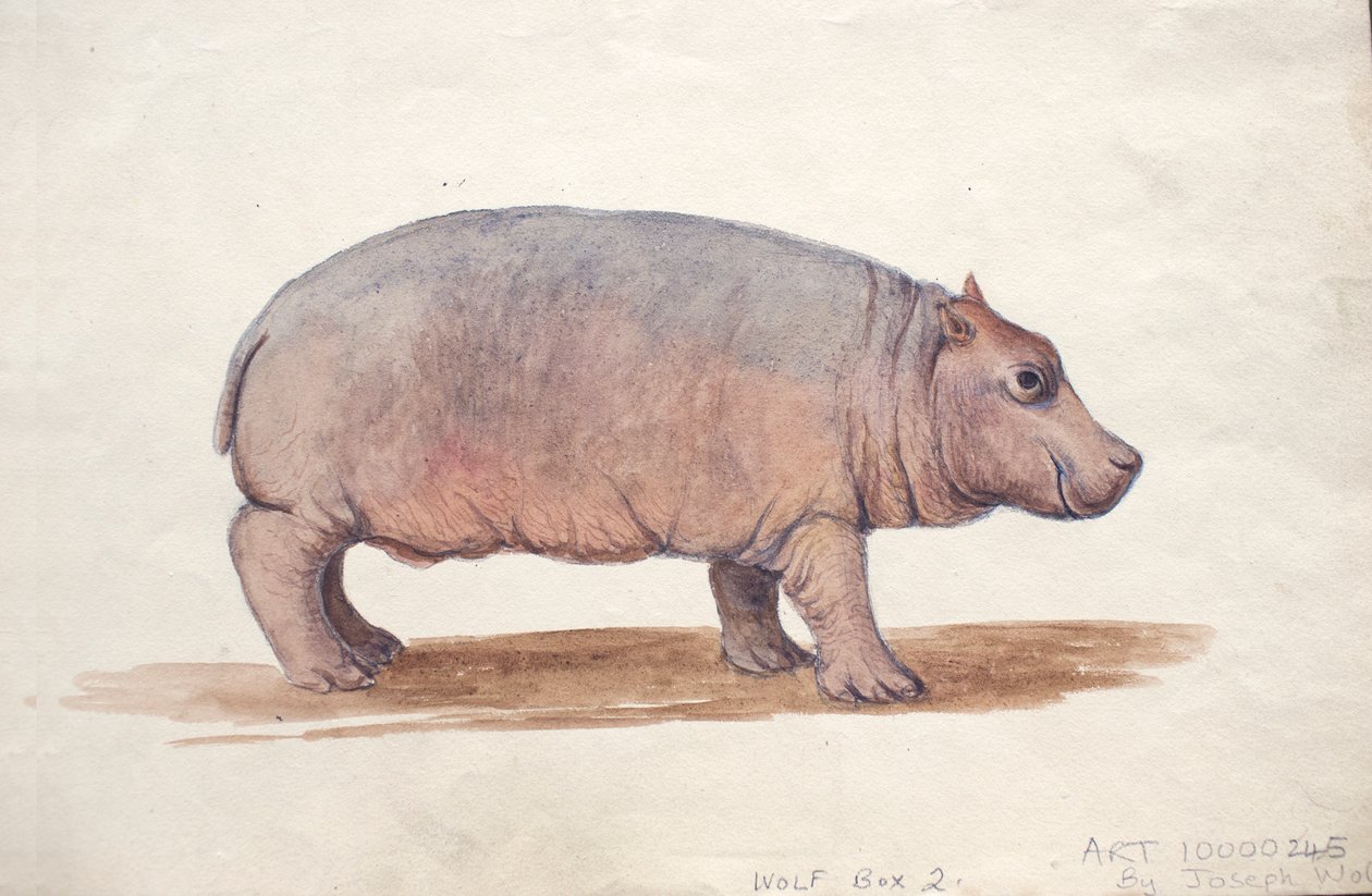 Obaysch, ok.1850 autorstwa Joseph Wolf