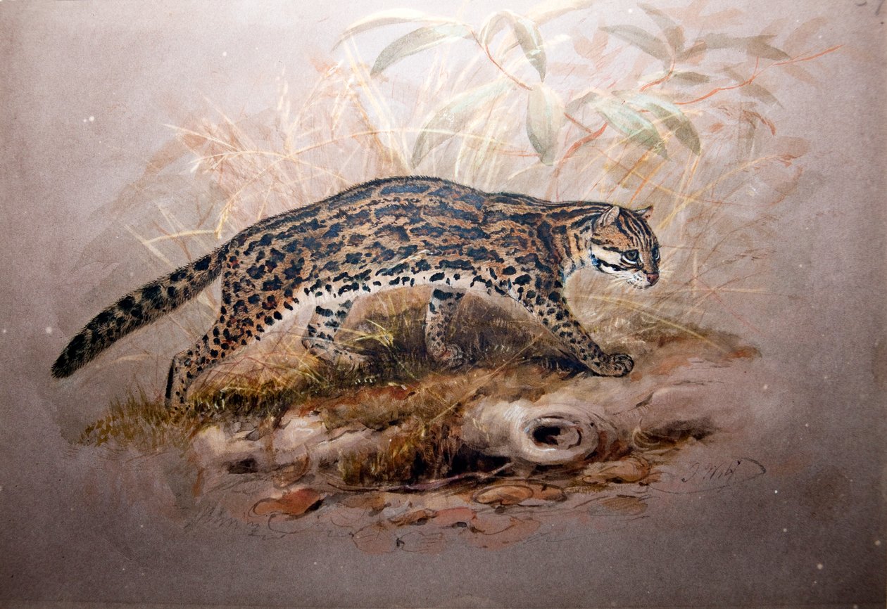 Ocelot, 1851-52 autorstwa Joseph Wolf