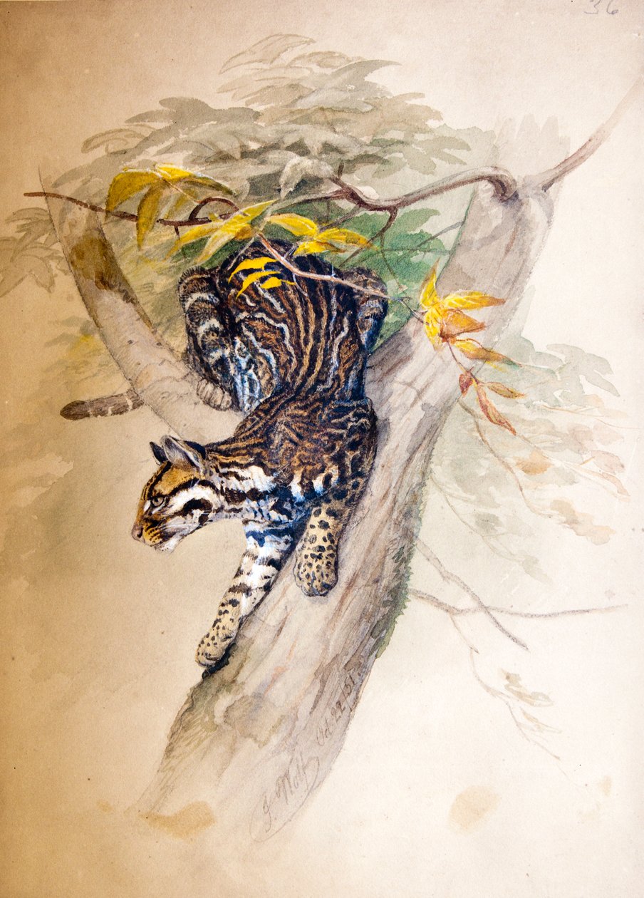 Ocelot, 1851-52 autorstwa Joseph Wolf