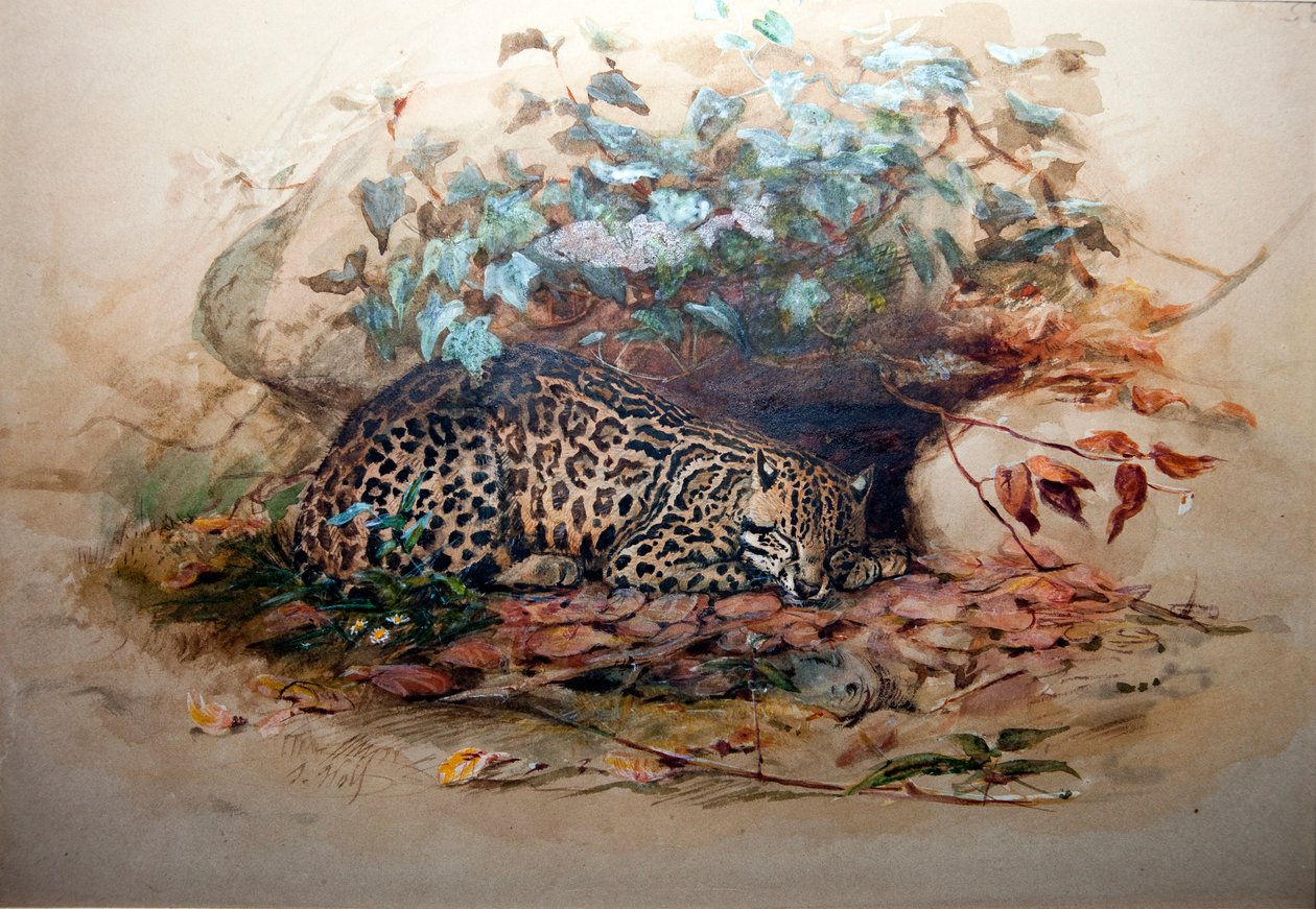 Ocelot, 1851-52 autorstwa Joseph Wolf