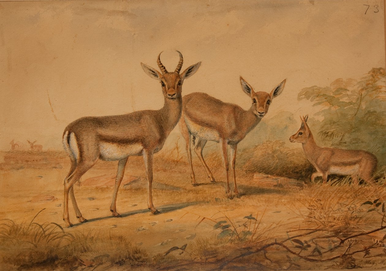 Gazela perska autorstwa Joseph Wolf