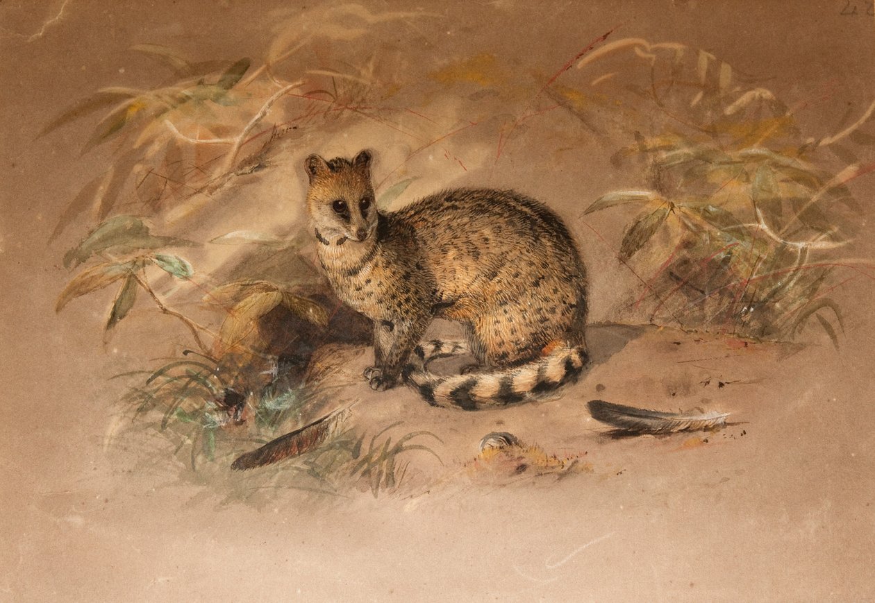 Rasse - Vivericula malaccensis autorstwa Joseph Wolf