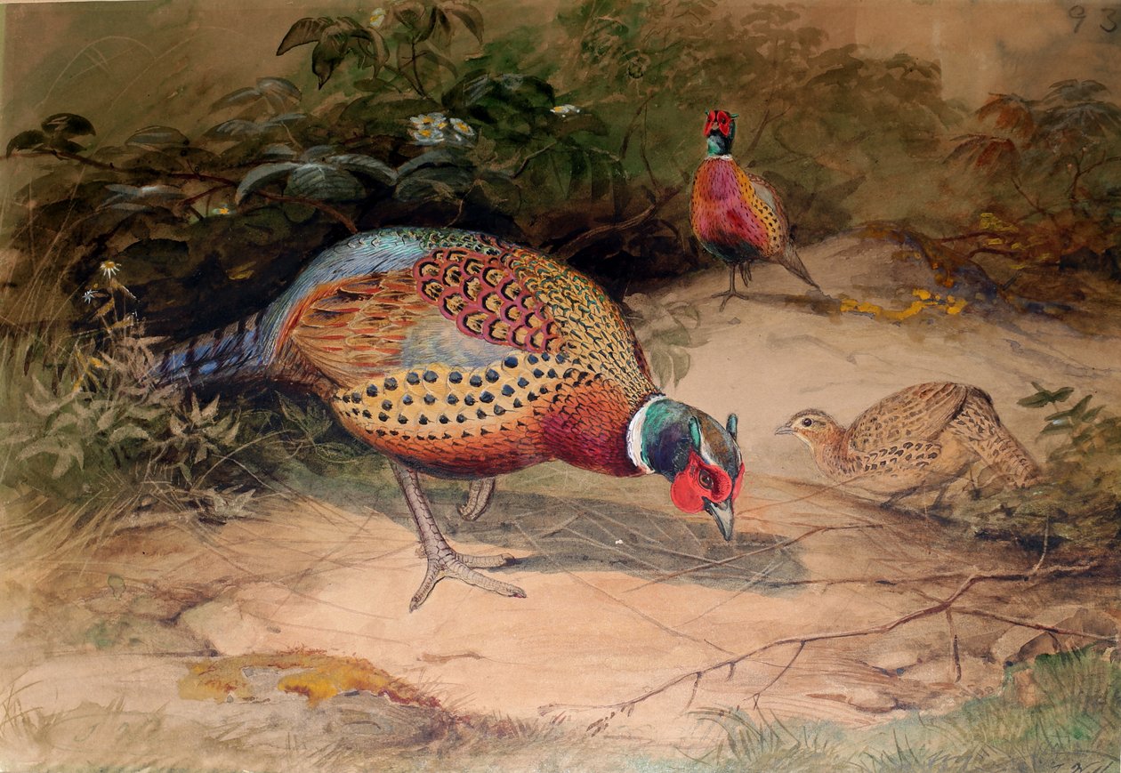 Bażant obrączkowany (Phasianus torquatus), 1852-54 autorstwa Joseph Wolf