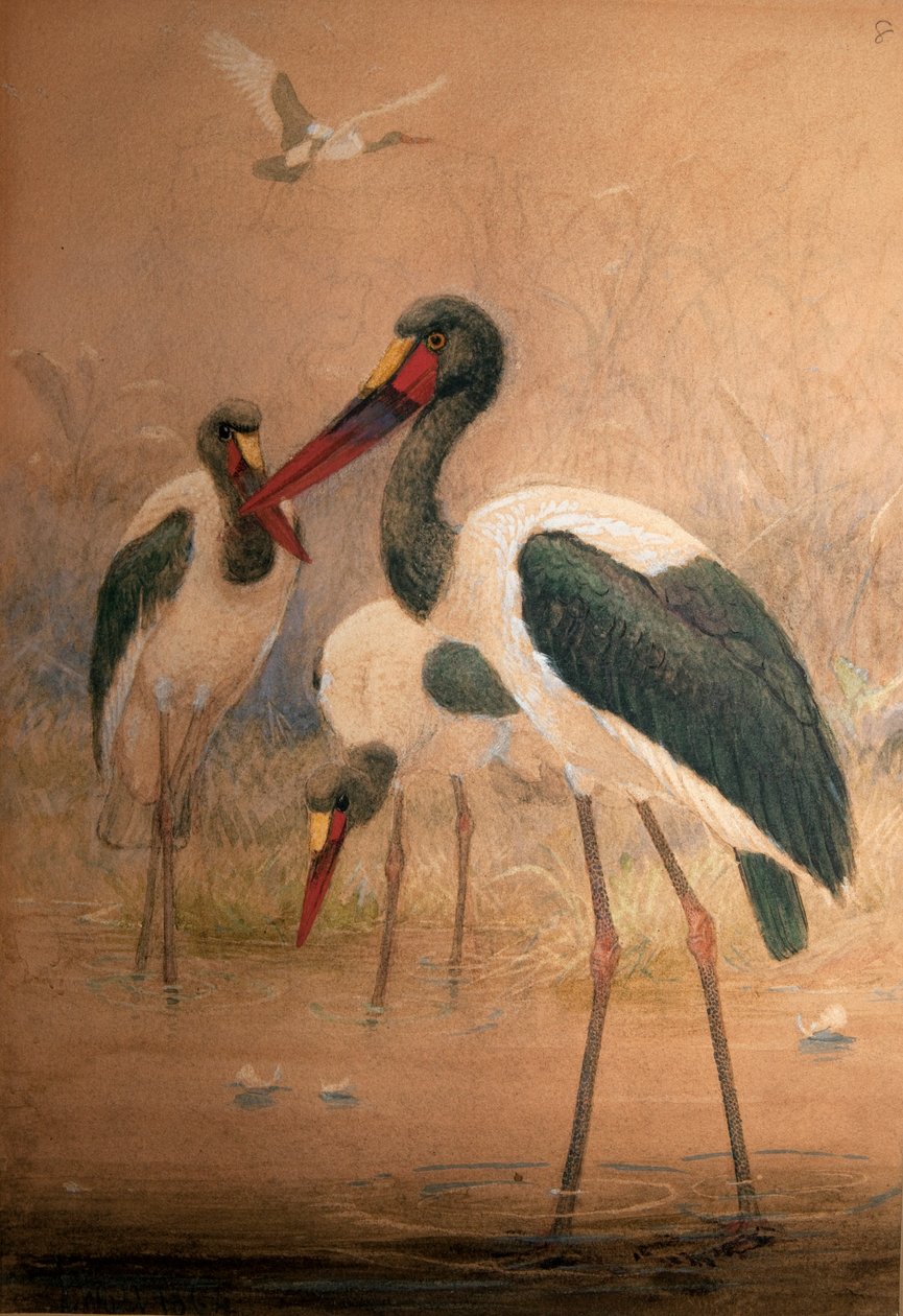 Bocian siodłowy (Xenorhynchus senegalensis), 1856-67 autorstwa Joseph Wolf