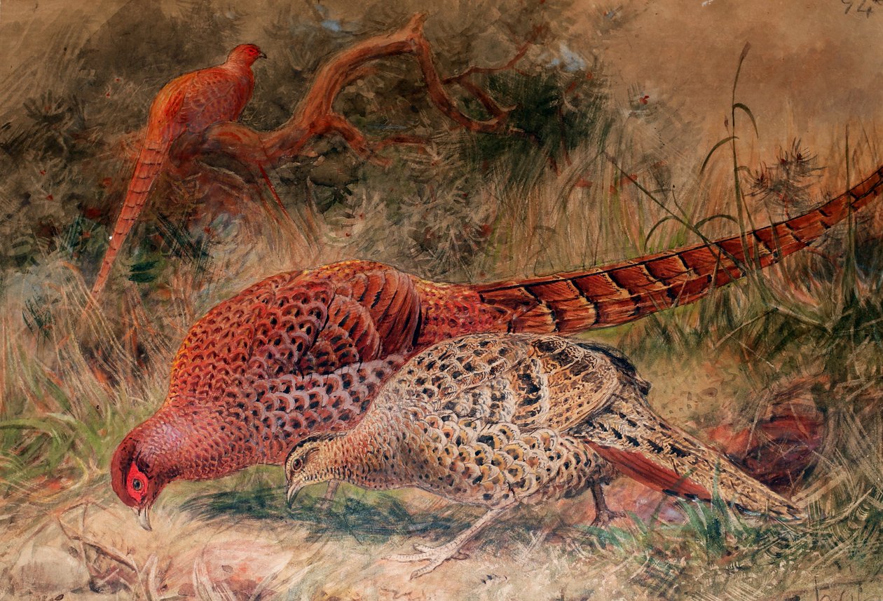 Bażant Soemmerringa (Phasianus soemmerringi), 1852-54 autorstwa Joseph Wolf