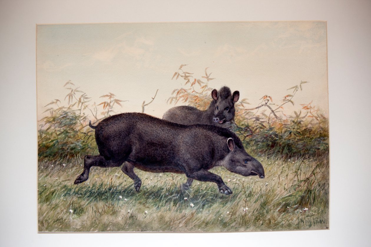 Tapir, 1880 autorstwa Joseph Wolf