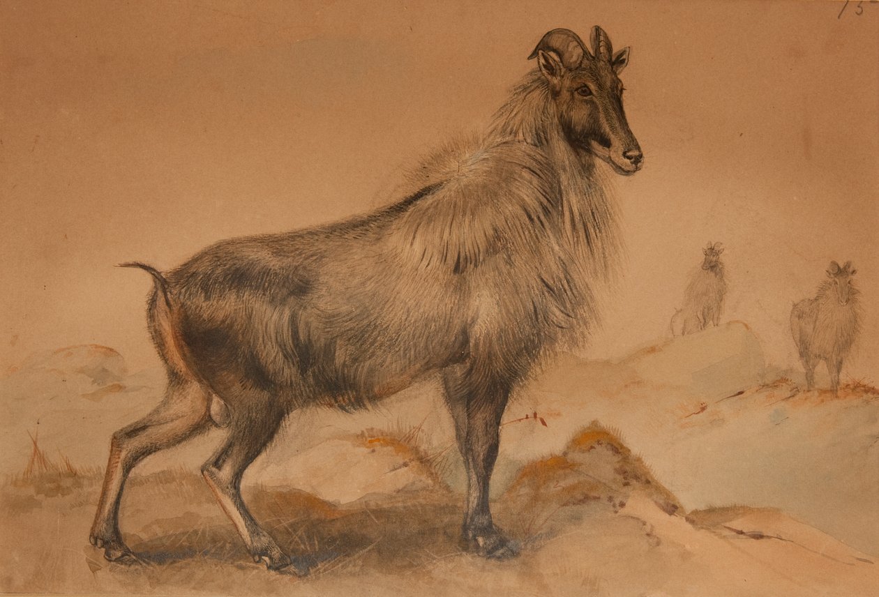 Thar autorstwa Joseph Wolf