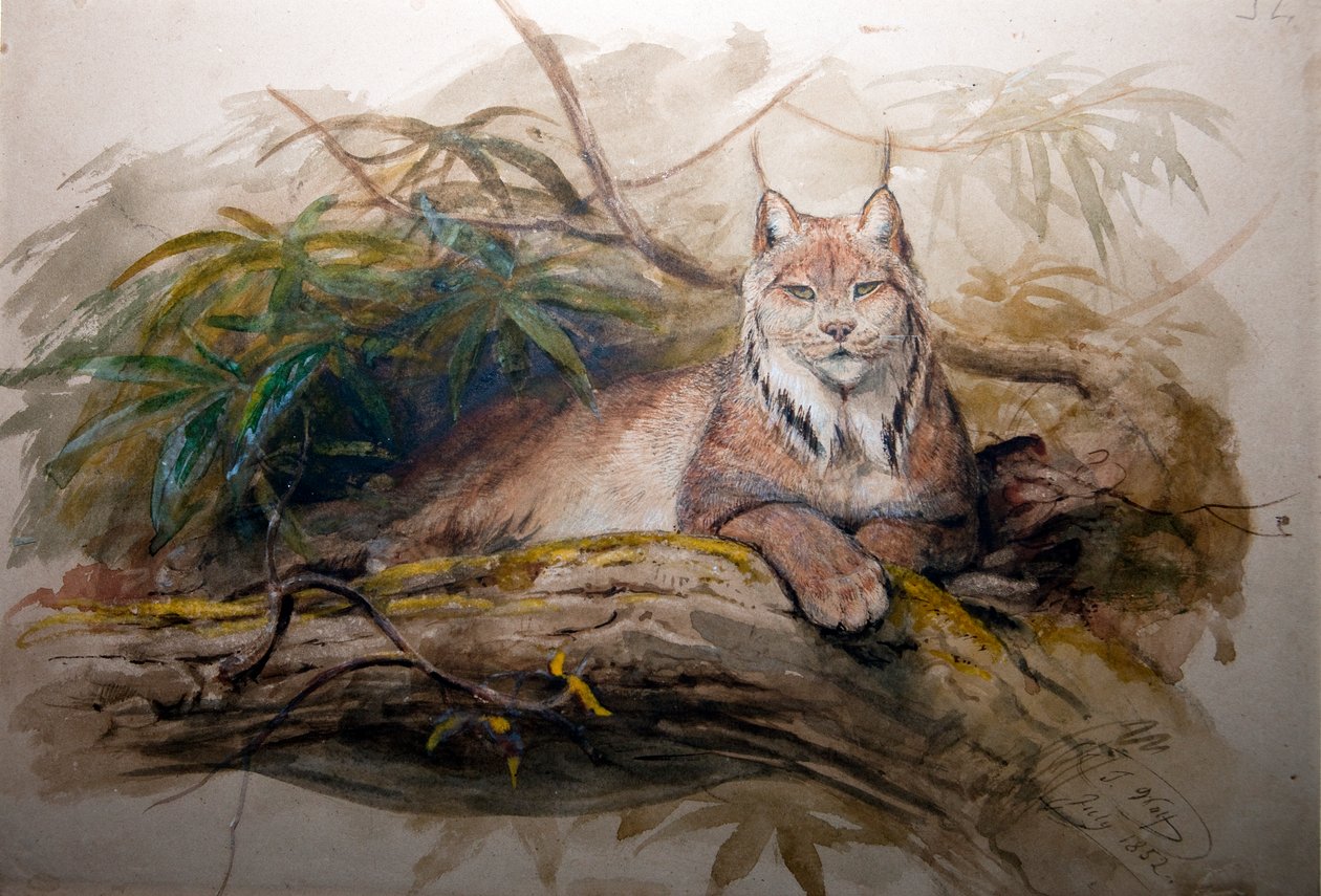 Ryś kanadyjski (Felis canadensis), 1852 autorstwa Joseph Wolf