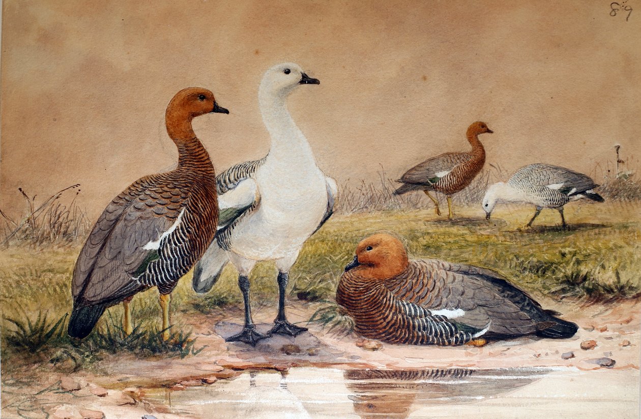 Gęś gęgawa (Bernicla magellanica), 1852-54 autorstwa Joseph Wolf
