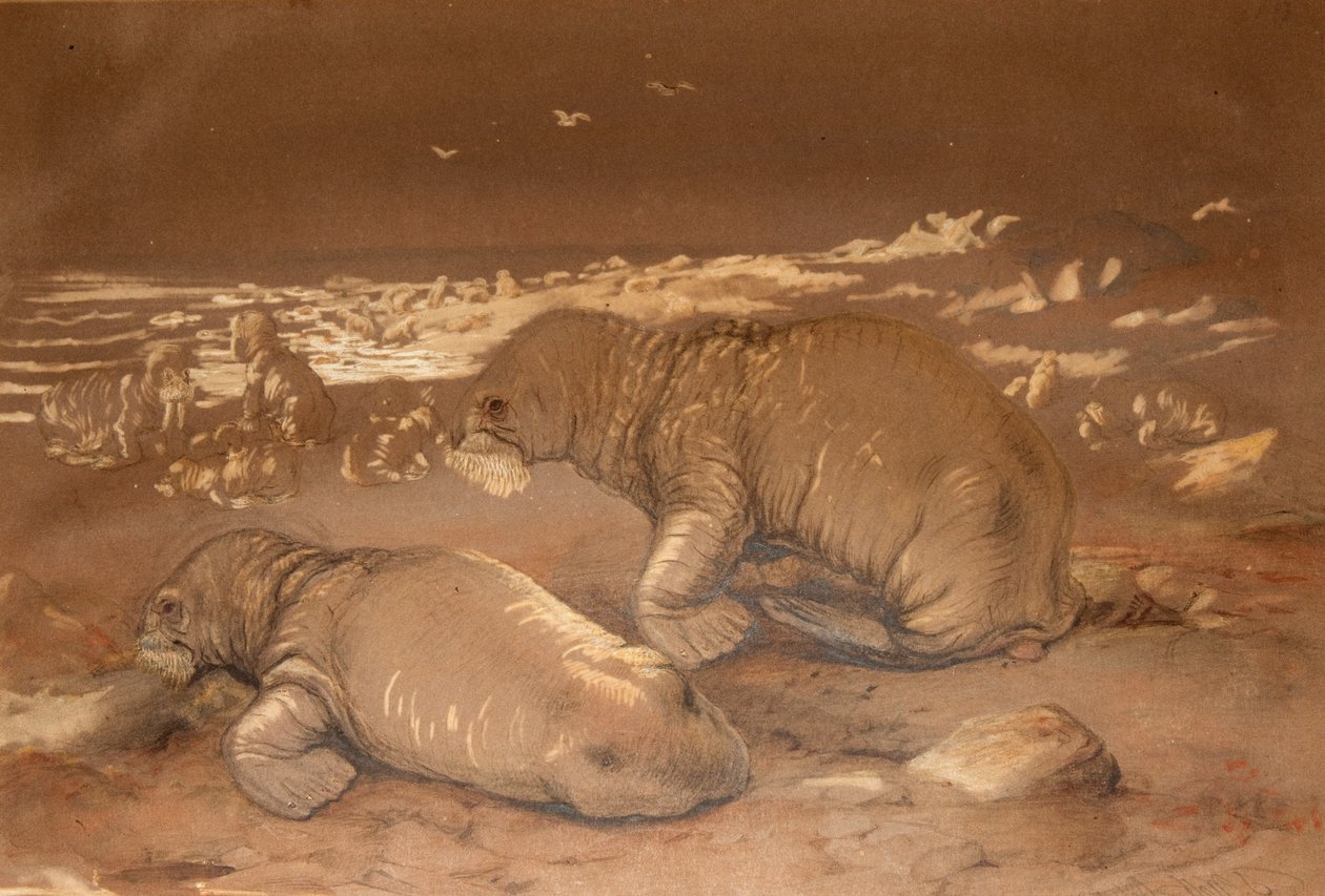 Mors - Tricherchus rosmarus autorstwa Joseph Wolf