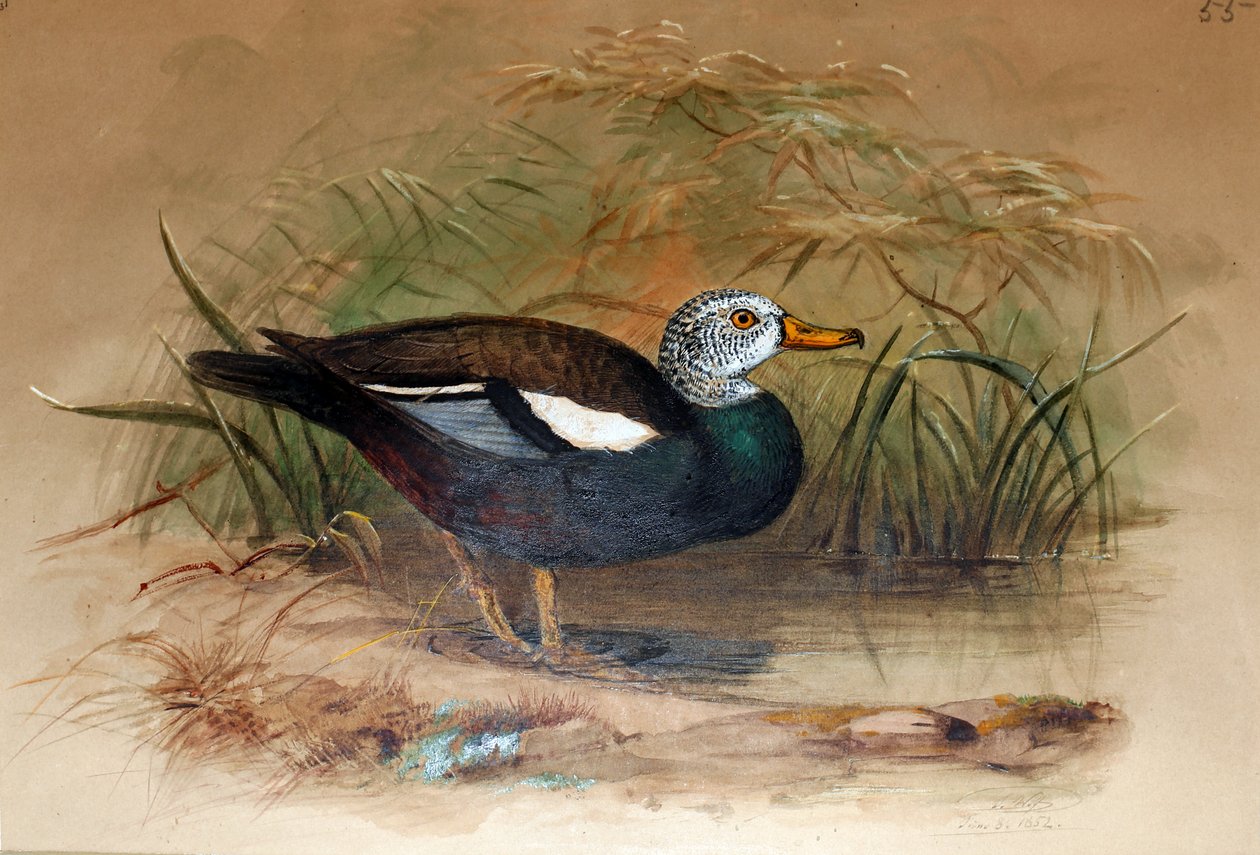 Sheldrake białogłowa (Casarca leucoptera), 1852-54 autorstwa Joseph Wolf