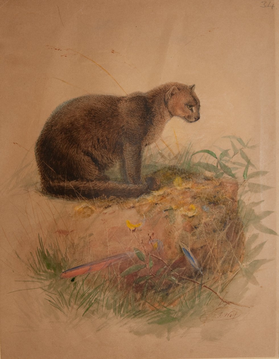 Kot yaguarundi (Puma yaguarundi) autorstwa Joseph Wolf