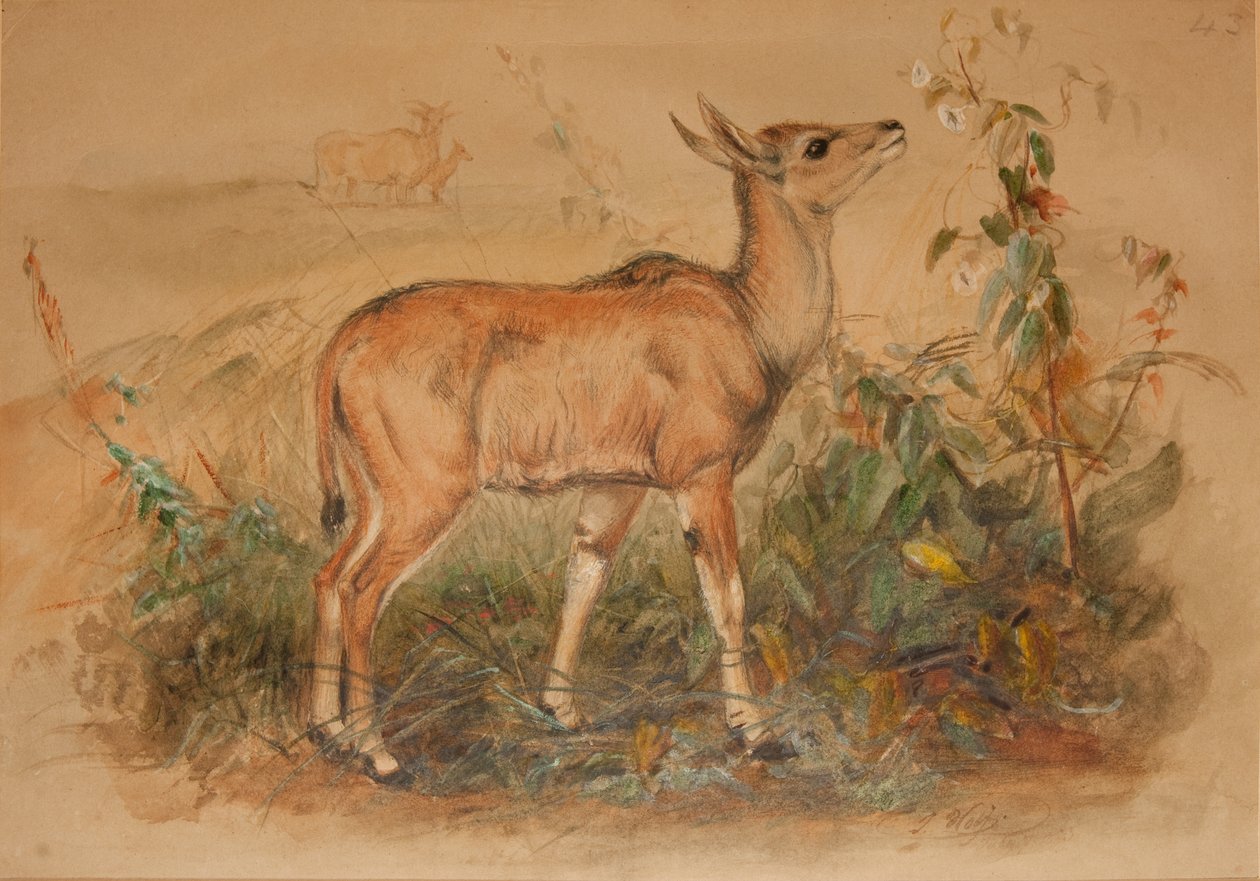 Młody Eland autorstwa Joseph Wolf