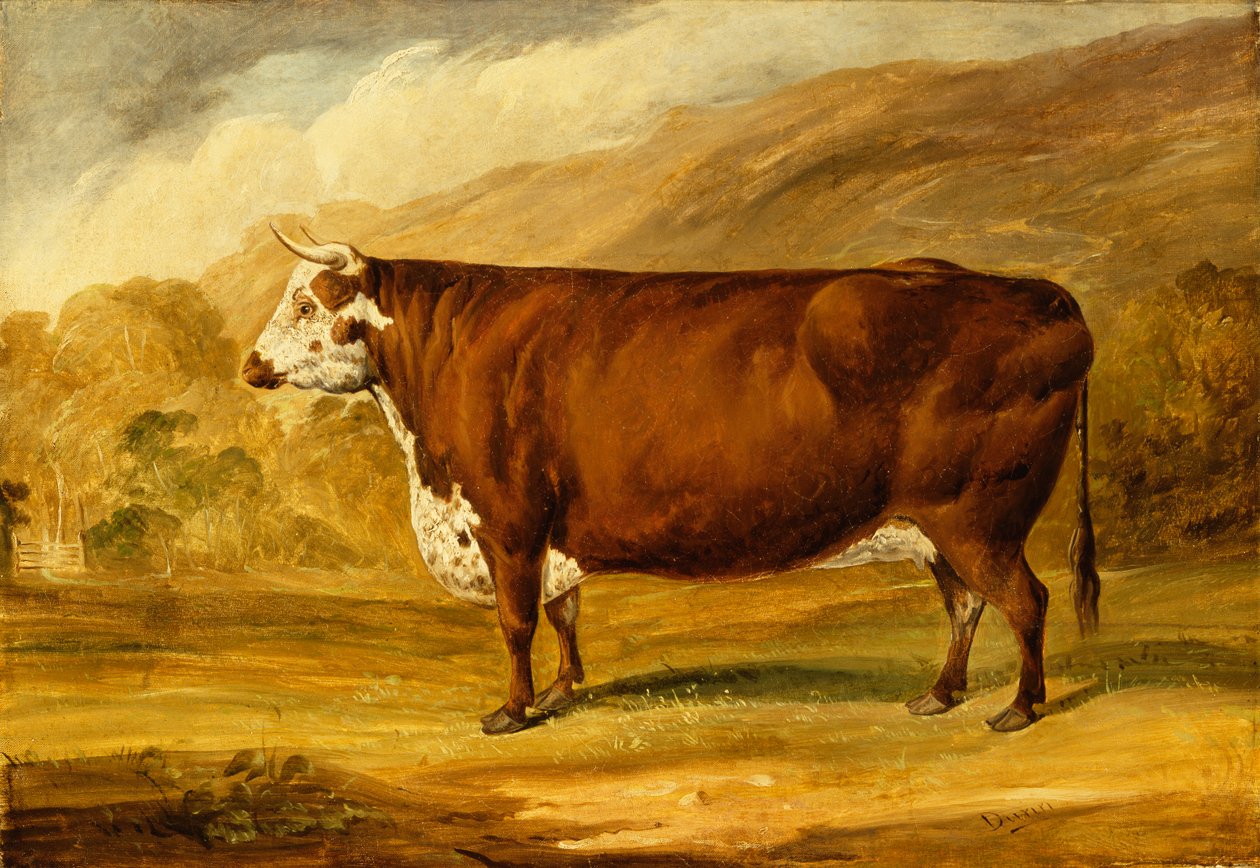 Byk Hereford (olej na płótnie) autorstwa Joseph Dunn