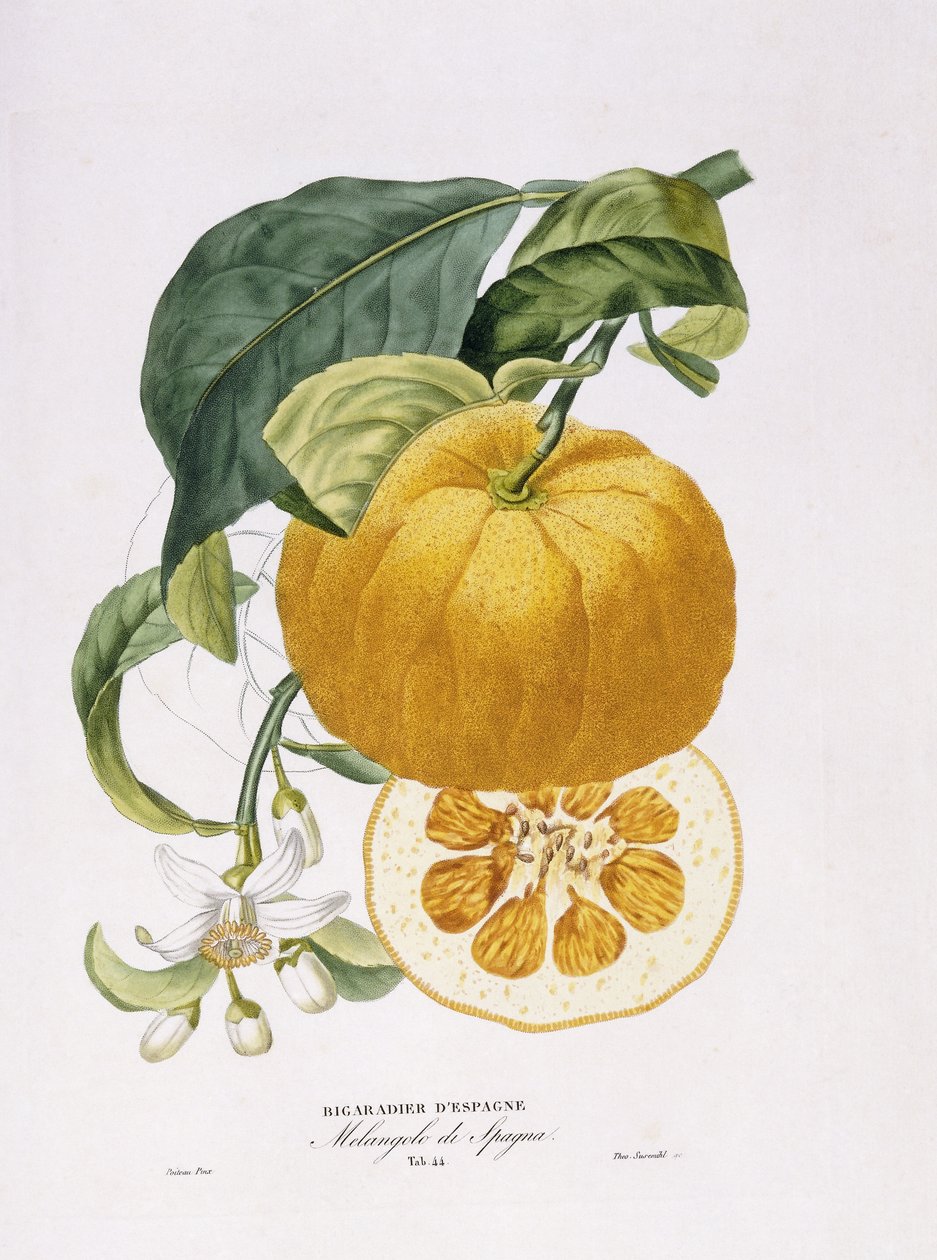 Historia naturalna drzew pomarańczowych, 1818-20 autorstwa Joseph Antoine Risso