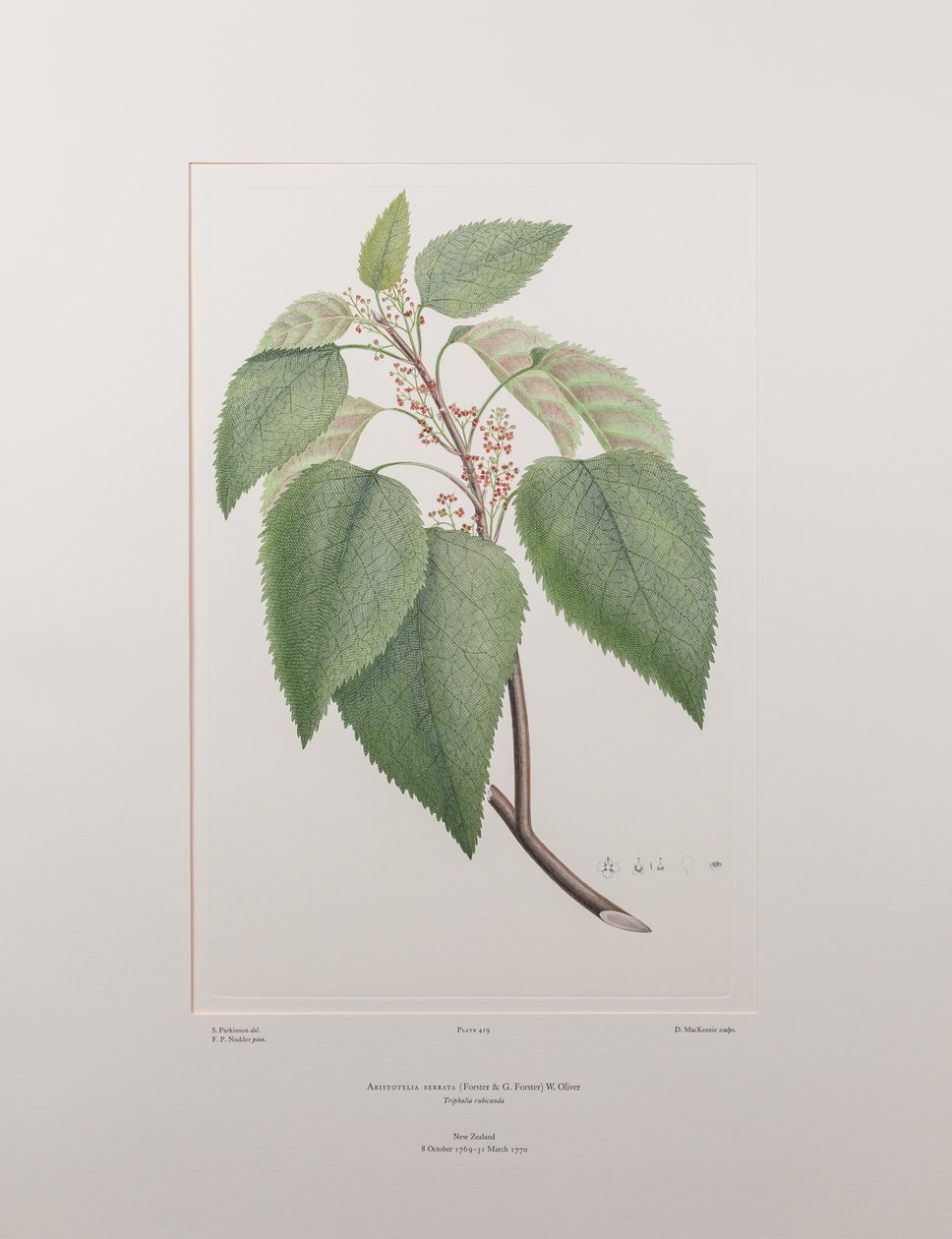 Aristotelia serrata (Elaeocarpaceae) - Tablica 419, Banks