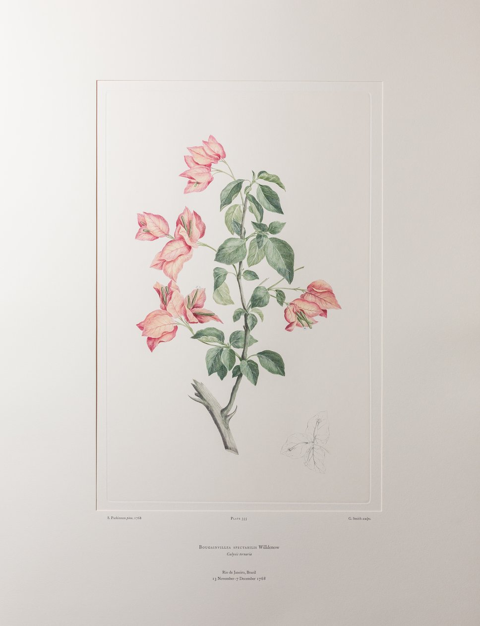 Bouganvillea spectabilis (Nyctaginaceae) - tablica 355, Banks
