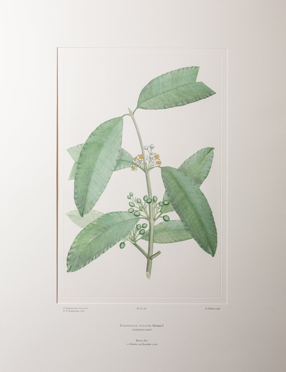 Calophyllum soulattri (Guttiferae) - tablica 362, Banks
