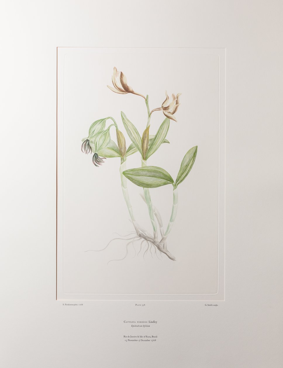 Cattleya forbesii (Orchidaceae) - Tablica 358, Banks