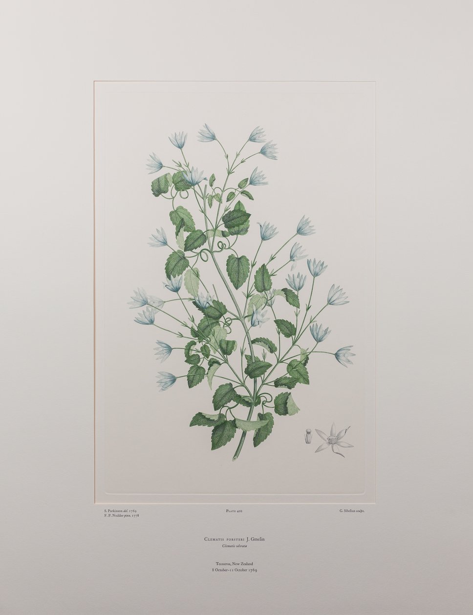 Clematis forsteri (Ranunculaceae) - Tablica 402, Banks