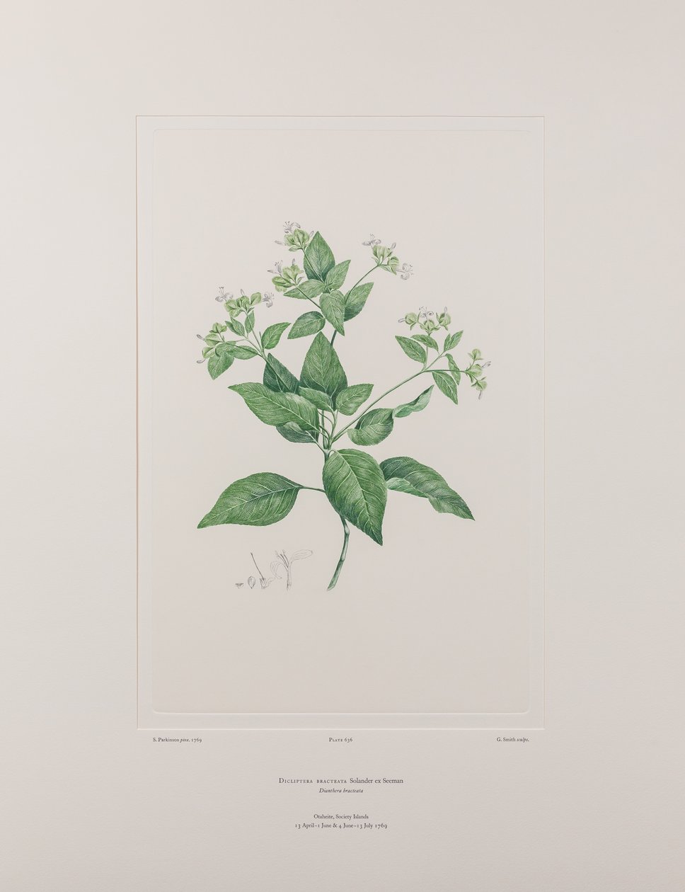 Dicliptera bracteata (Acanthaceae) - Tablica 636, Banks