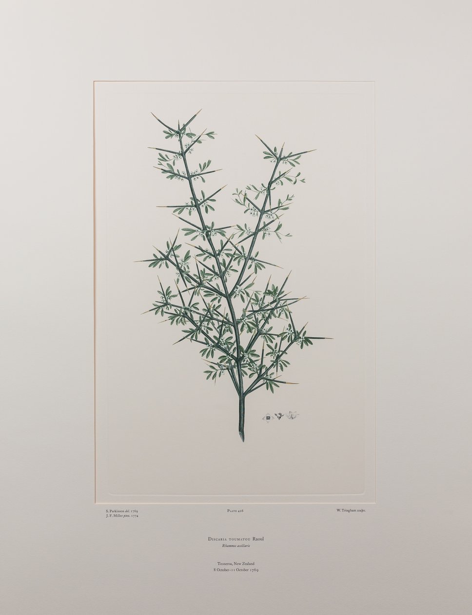 Discaria toumatou (Rhamnaceae) - Tablica 426, Banks