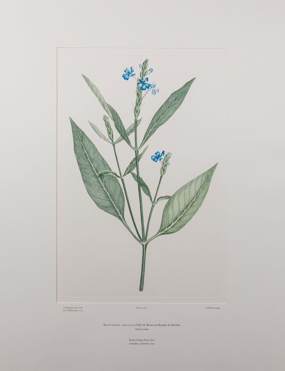 Eranthemum nervosa (Acanthaceae) - tablica 378, Banks