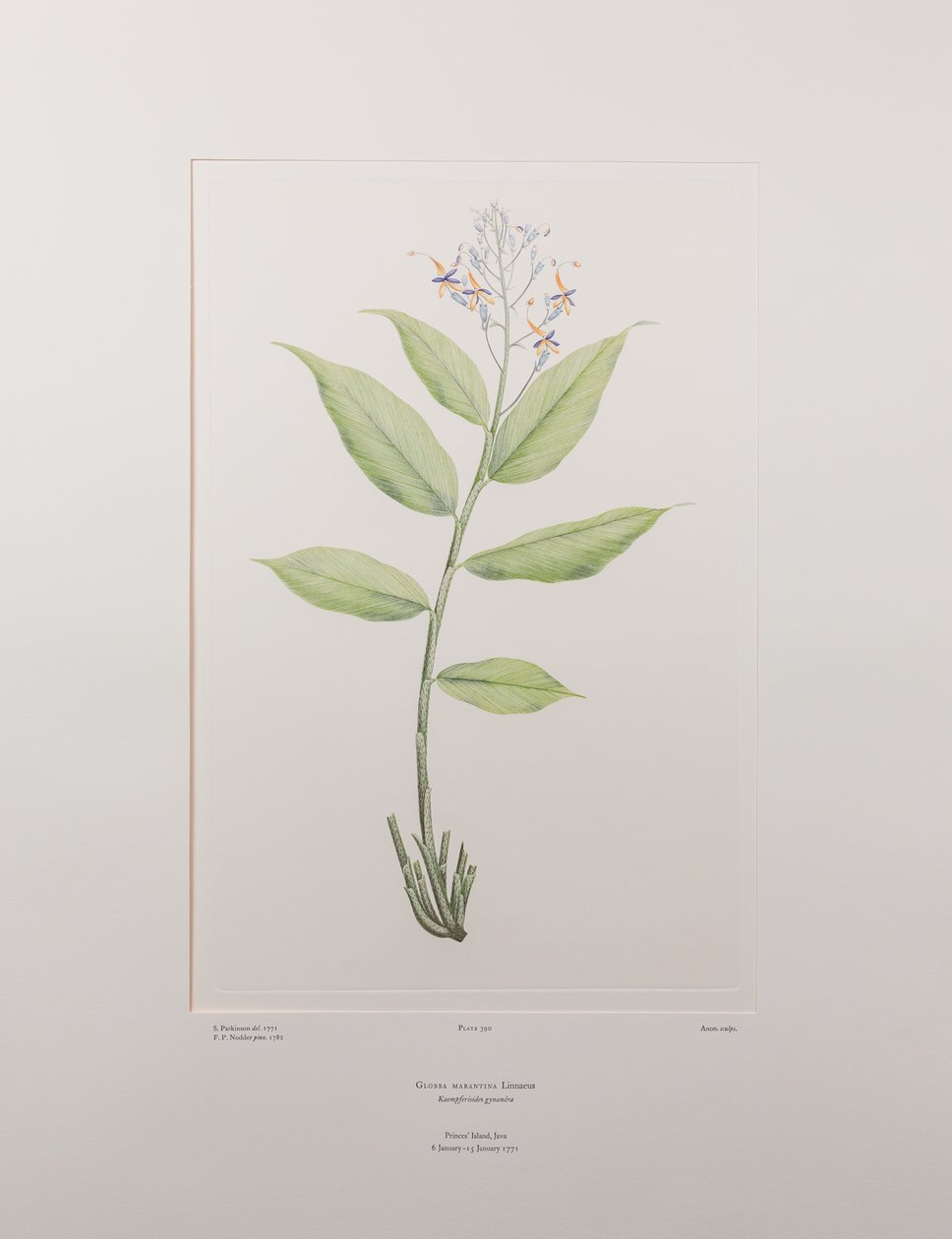 Globba marantina (Zingiberaceae) - Tablica 390, Banks