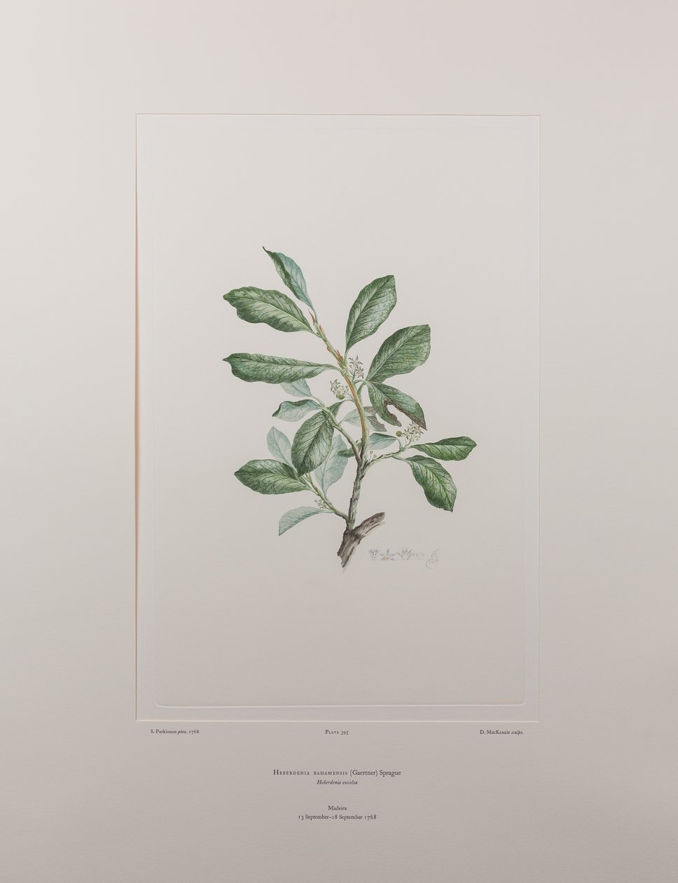Heberdenia bahamensis (Myrsinaceae) - Tablica 395, Banks